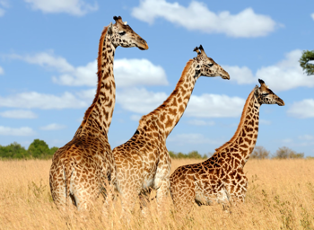 100 Bài tập Tiếng Anh lớp 4 Unit 19 (Global Success 2024) có đáp án: The animal world (ảnh 1)