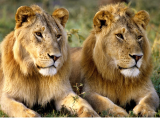 100 Bài tập Tiếng Anh lớp 4 Unit 19 (Global Success 2024) có đáp án: The animal world (ảnh 2)