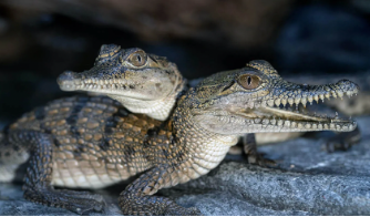 100 Bài tập Tiếng Anh lớp 4 Unit 19 (Global Success 2024) có đáp án: The animal world (ảnh 3)