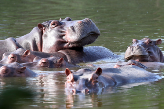 100 Bài tập Tiếng Anh lớp 4 Unit 19 (Global Success 2024) có đáp án: The animal world (ảnh 4)