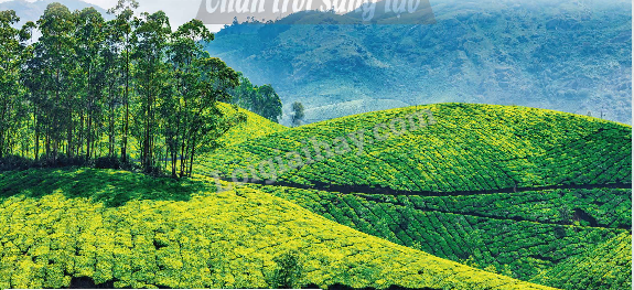 Năm 2020, diện tích trồng chè của toàn tỉnh Thái Nguyên khoảng 22 400 ha