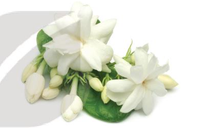 Vở bài tập Tiếng Việt lớp 3 Bài 8: Bầy voi rừng Trường Sơn trang 18, 19 Tập 2 - Kết nối tri thức (ảnh 1)