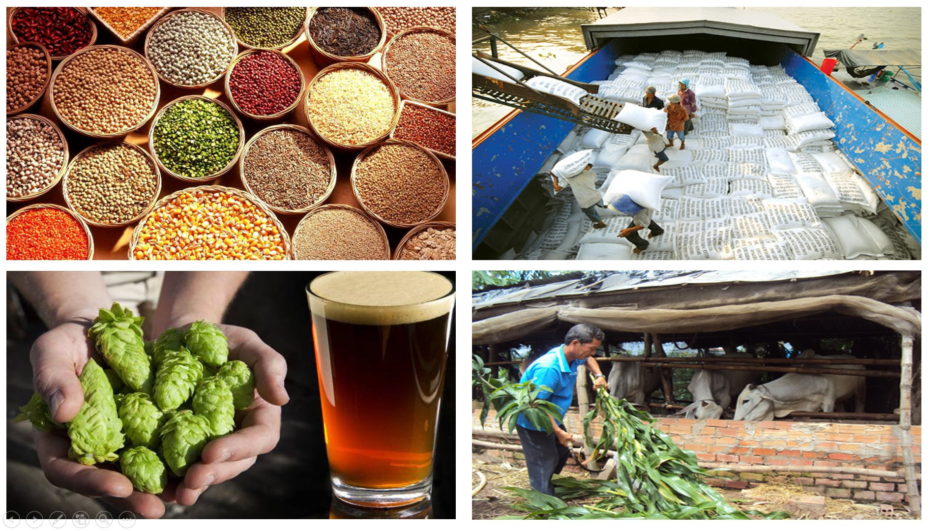 Lý thuyết Địa lí 10 Bài 24: Địa lí ngành nông nghiệp - Kết nối tri thức  (ảnh 1)