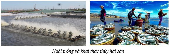 Lý thuyết Địa lí 10 Bài 25: Địa lí ngành lâm nghiệp và ngành thủy sản - Kết nối tri thức (ảnh 1)