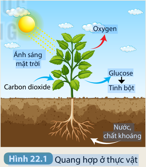 Khoa học tự nhiên 7 Bài 22: Quang hợp ở thực vật | KHTN 7 Kết nối tri thức (ảnh 2)