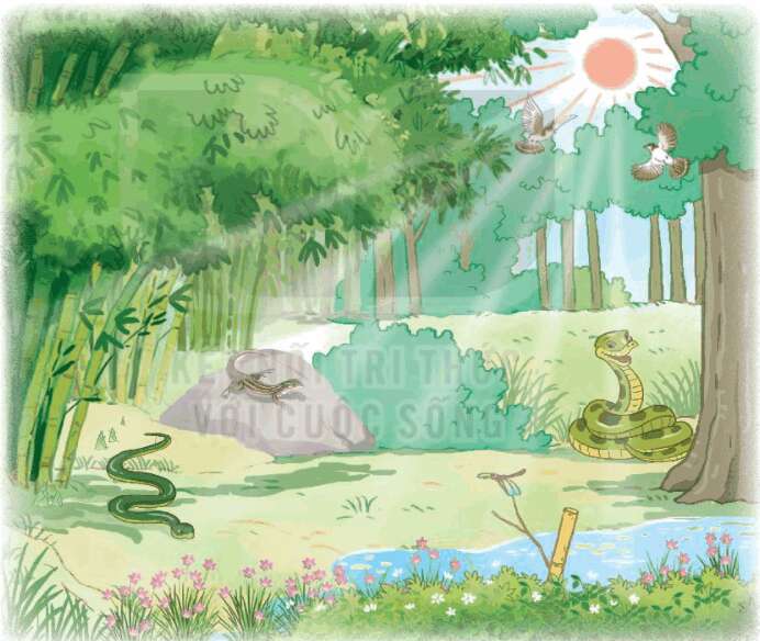 Những bậc đá chạm mây 116, 117 Tiếng Việt lớp 3 Tập 1 | Kết nối tri thức (ảnh 1)