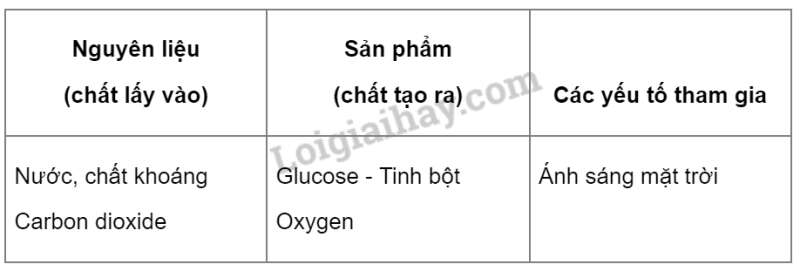 Khoa học tự nhiên 7 Bài 22: Quang hợp ở thực vật | KHTN 7 Kết nối tri thức (ảnh 4)