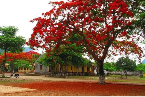 TOP 10 mẫu Bài văn miêu tả một cây ở sân trường đã gắn bó với em và bạn bè (2024) SIÊU HAY (ảnh 1)