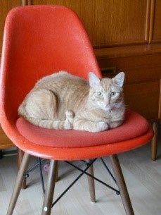 TOP 6 câu Trắc nghiệm Tiếng anh 6 Listening (có đáp án): My house - Kết nối tri thức (ảnh 1)