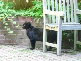 TOP 6 câu Trắc nghiệm Tiếng anh 6 Listening (có đáp án): My house - Kết nối tri thức (ảnh 1)