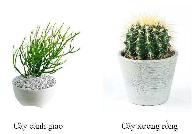 Khoa học tự nhiên 7 Bài 22: Quang hợp ở thực vật | KHTN 7 Kết nối tri thức (ảnh 7)