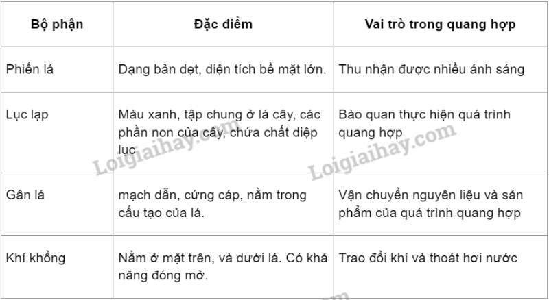 Khoa học tự nhiên 7 Bài 22: Quang hợp ở thực vật | KHTN 7 Kết nối tri thức (ảnh 8)