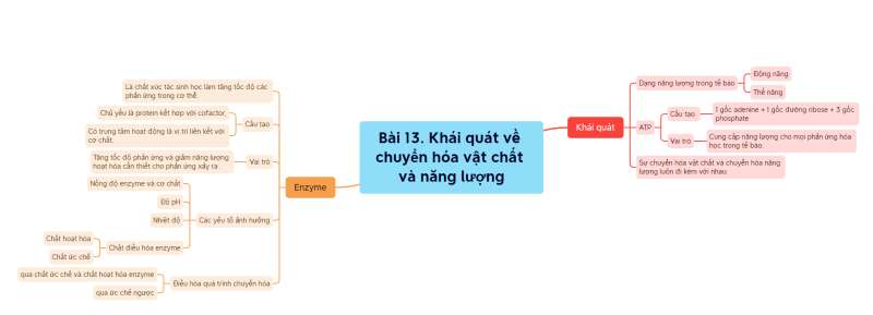 Lý thuyết Sinh học 10 Bài 13 (Kết nối tri thức): Khái quát về chuyển hóa vật chất và năng lượng (ảnh 11)