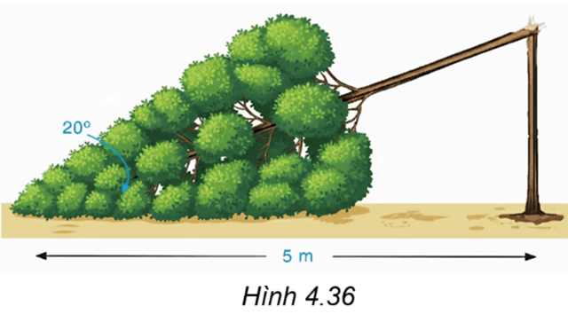 Bài 4.28 trang 82 Toán 9 Tập 1 | Kết nối tri thức Giải Toán 9