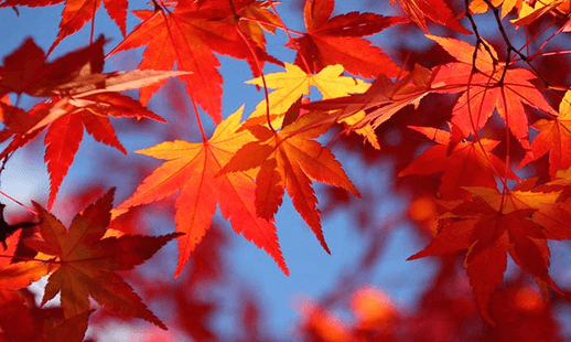 Bài tập cuối tuần Tiếng Việt lớp 5 Tuần 7 Kết nối tri thức (có đáp án) | Đề kiểm tra cuối tuần Tiếng Việt lớp 5