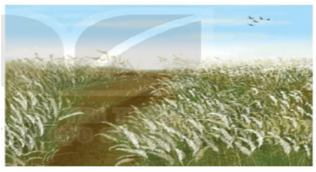 Top 30 Cảm nhận về tình cảm, cảm xúc của tác giả trong văn bản Trở gió