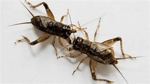 TOP 20 Đoạn văn nhận xét về tính chất kì ảo của truyện Dế chọi 2024 SIÊU HAY (ảnh 2)