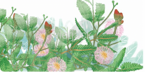 Đọc Cây xấu hổ trang 31 - 32