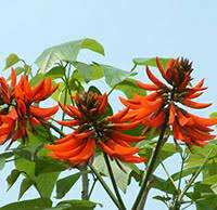 TOP 10 bài Phân tích bài thơ Vịnh cây vông 2023 SIÊU HAY (ảnh 1)