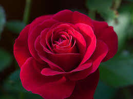 TOP 10 bài Chia sẻ những điều em biết về cách trồng hoặc chăm sóc cây cối 2024 SIÊU HAY (ảnh 2)