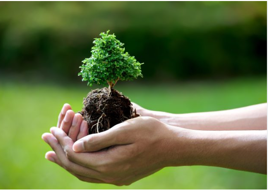 TOP 10 bài Ghi lại một số thông tin về vai trò của cây xanh mà em đã nghe được 2024 SIÊU HAY