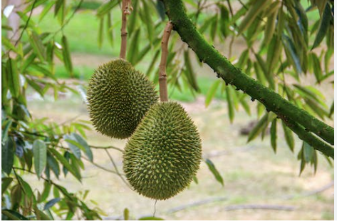 TOP 10 mẫu Miêu tả một cây mà em biết qua phim ảnh, sách báo (2024) SIÊU HAY (ảnh 1)