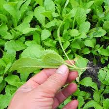 TOP 10 Đoạn văn theo chủ đề tự chọn, có chứa động từ mọc (cây mọc) 2024 SIÊU HAY (ảnh 1)