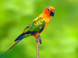 Top 10 bài Kể cho người thân nghe một câu chuyện tưởng tượng về loài vật 2024 SIÊU HAY (ảnh 1)