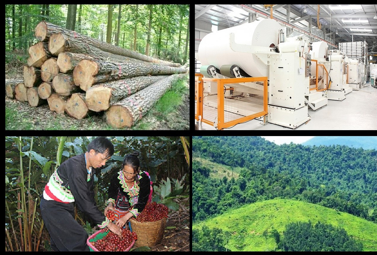 Lý thuyết Địa lí 10 Bài 25: Địa lí ngành lâm nghiệp và ngành thủy sản - Kết nối tri thức (ảnh 1)