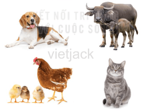 Luyện tập trang 52 - 53