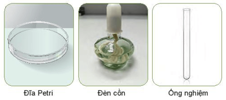 Lý thuyết KHTN 7 Kết nối tri thức Bài 24: Thực hành: Chứng minh quang hợp ở cây xanh