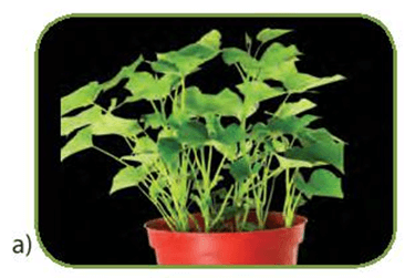 Lý thuyết KHTN 7 Kết nối tri thức Bài 24: Thực hành: Chứng minh quang hợp ở cây xanh