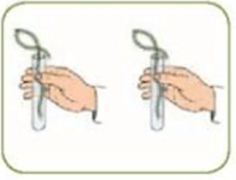 Lý thuyết KHTN 7 Kết nối tri thức Bài 24: Thực hành: Chứng minh quang hợp ở cây xanh