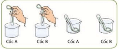 Lý thuyết KHTN 7 Kết nối tri thức Bài 24: Thực hành: Chứng minh quang hợp ở cây xanh