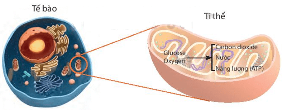 Lý thuyết KHTN 7 Kết nối tri thức Bài 25: Hô hấp tế bào
