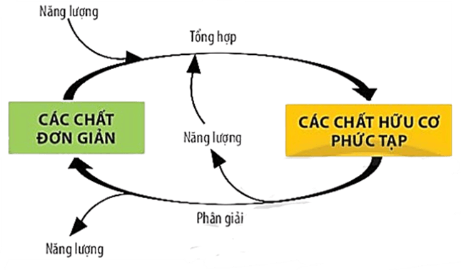 Lý thuyết KHTN 7 Kết nối tri thức Bài 25: Hô hấp tế bào