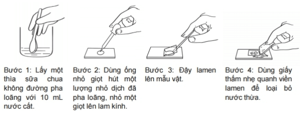 Thực hành: Làm sữa chua và quan sát vi khuẩn | Kết nối tri thức