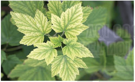 Lý thuyết KHTN 7 Kết nối tri thức Bài 29: Vai trò của nước và chất dinh dưỡng đối với sinh vật