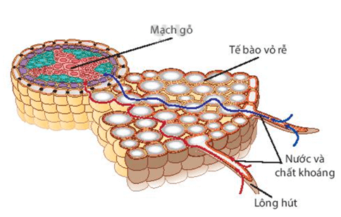 Lý thuyết KHTN 7 Kết nối tri thức Bài 30: Trao đổi nước và chất dinh dưỡng ở thực vật
