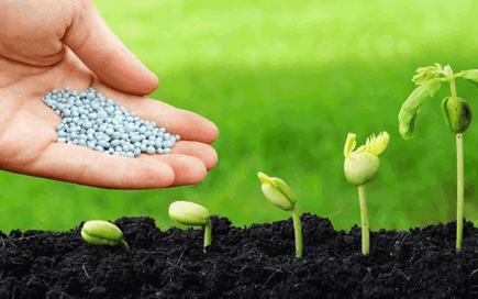 Lý thuyết KHTN 7 Kết nối tri thức Bài 30: Trao đổi nước và chất dinh dưỡng ở thực vật