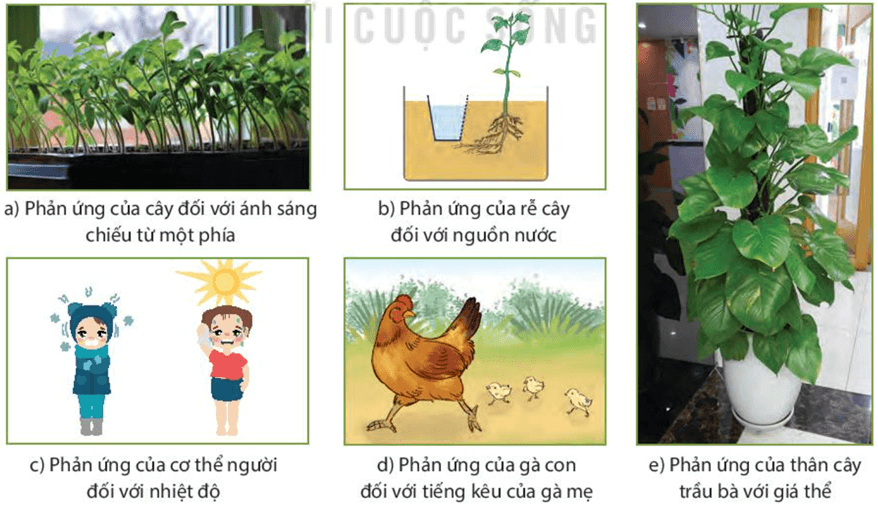 Lý thuyết KHTN 7 Kết nối tri thức Bài 33: Cảm ứng ở sinh vật và tập tính ở động vật