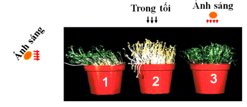 Lý thuyết KHTN 7 Kết nối tri thức Bài 33: Cảm ứng ở sinh vật và tập tính ở động vật