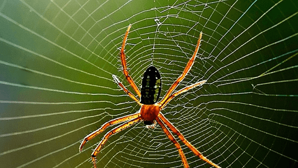 Lý thuyết KHTN 7 Kết nối tri thức Bài 33: Cảm ứng ở sinh vật và tập tính ở động vật