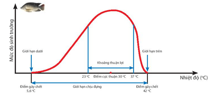 Lý thuyết KHTN 7 Kết nối tri thức Bài 37: Ứng dụng sinh trưởng và phát triển ở sinh vật vào thực tiễn