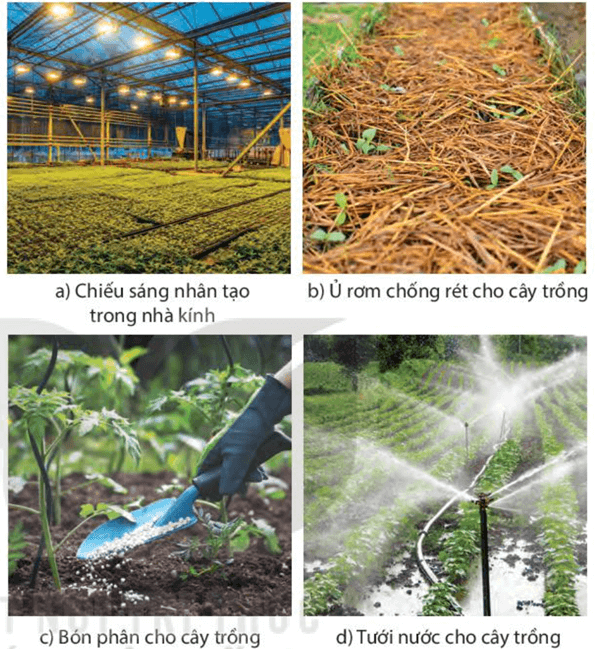 Lý thuyết KHTN 7 Kết nối tri thức Bài 37: Ứng dụng sinh trưởng và phát triển ở sinh vật vào thực tiễn