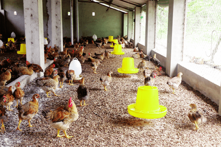 Lý thuyết KHTN 7 Kết nối tri thức Bài 37: Ứng dụng sinh trưởng và phát triển ở sinh vật vào thực tiễn