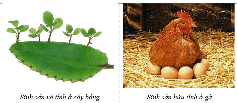 Lý thuyết KHTN 7 Kết nối tri thức Bài 39: Sinh sản vô tính ở sinh vật