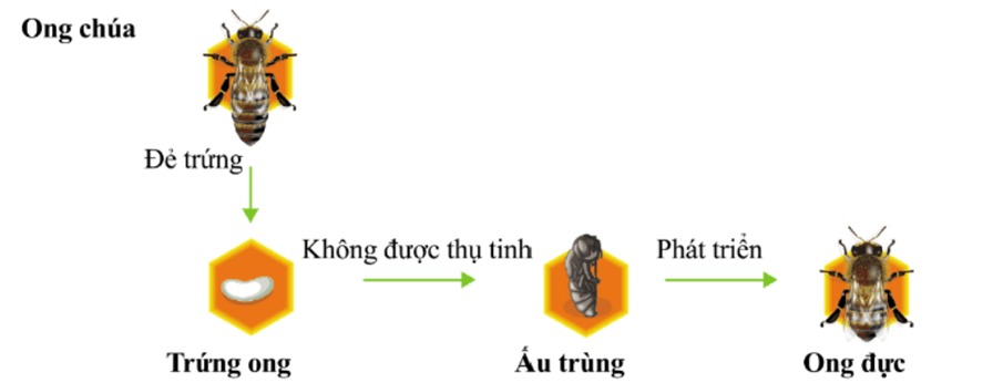Lý thuyết KHTN 7 Kết nối tri thức Bài 39: Sinh sản vô tính ở sinh vật