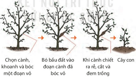 Lý thuyết KHTN 7 Kết nối tri thức Bài 39: Sinh sản vô tính ở sinh vật