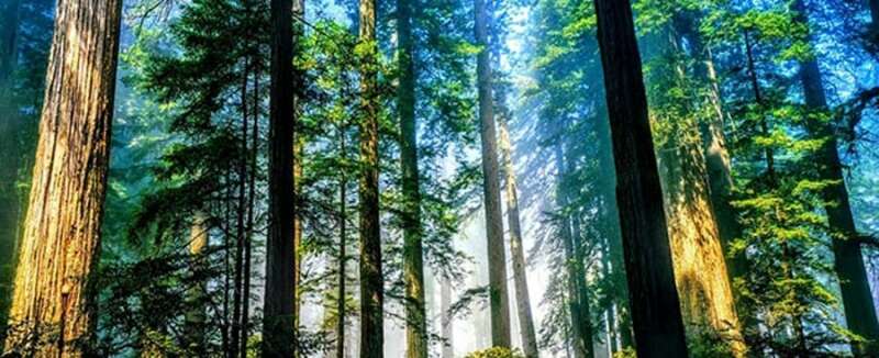 TOP 20 bài Nghị luận về một vấn đề cần giải quyết (con người trong mối quan hệ với tự nhiên) (ảnh 1)